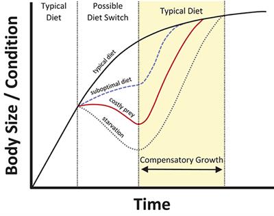 Consuming Costly Prey: Optimal Foraging and the Role of Compensatory Growth